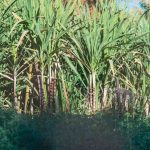 Sugarcane FRP ₹365 per quintal