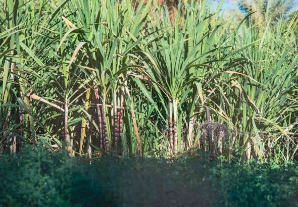 Sugarcane FRP ₹365 per quintal