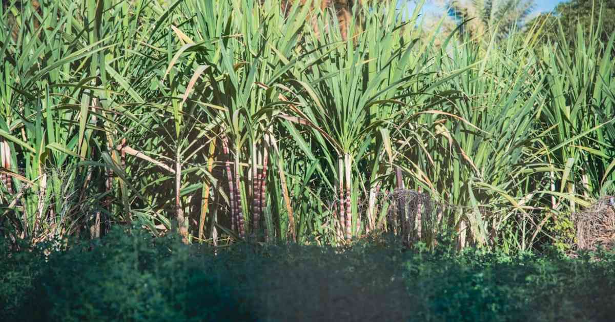 Sugarcane FRP ₹365 per quintal